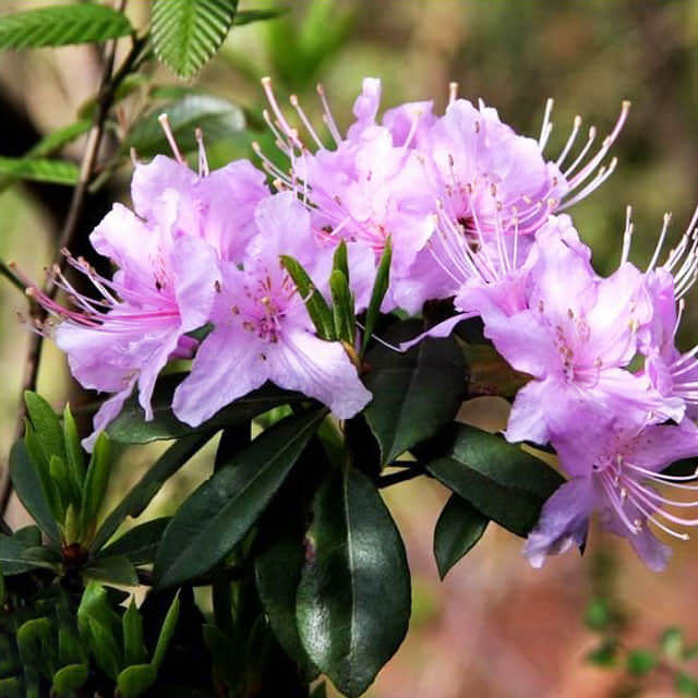 Rhododendron concinnum White Powder