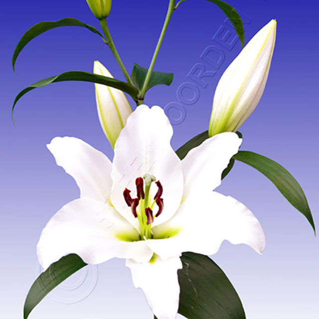 Lilium Maytime Fine Webbing