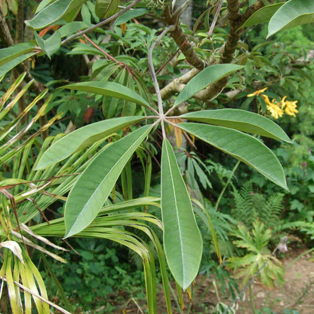 Schefflera impressa