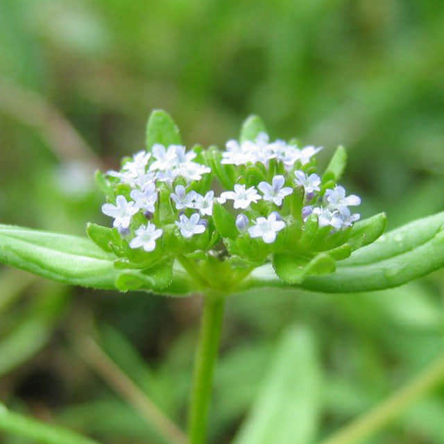 Valerianella locusta