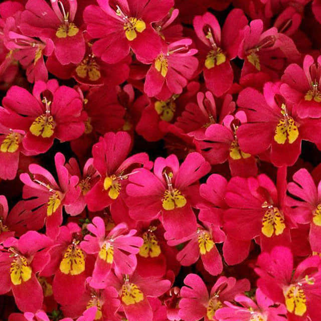 Schizanthus pinnatus