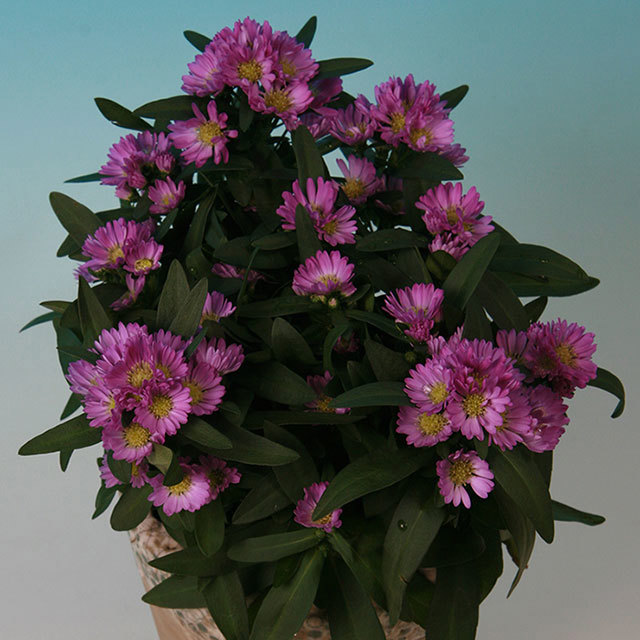 Chrysanthemum Summer Surprise Holiday Fine Webbing