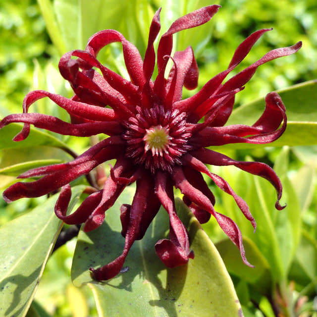 Illicium floridanum