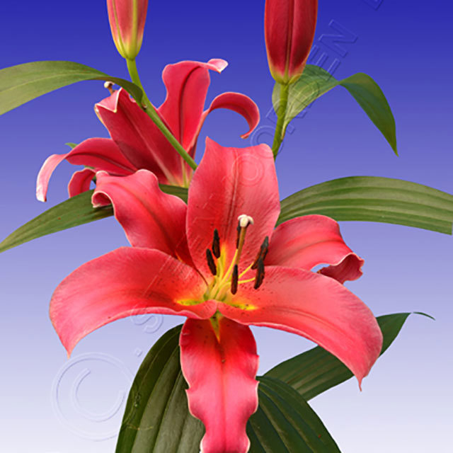 Lilium Farini Fine Webbing