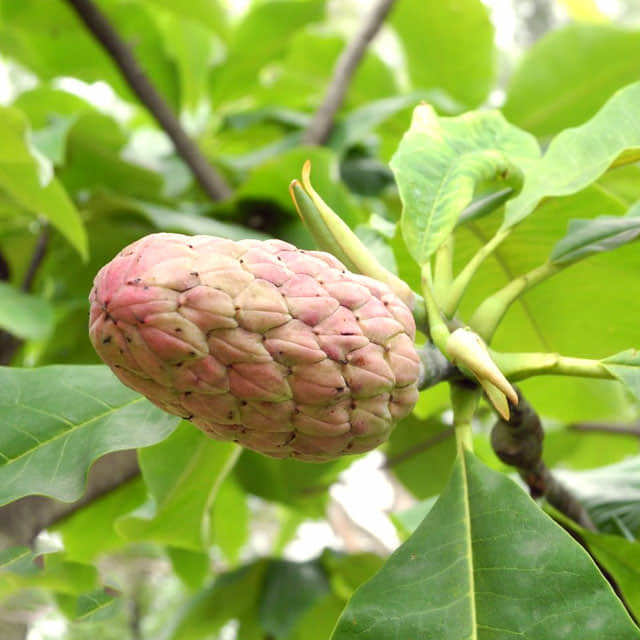 Magnolia tripetala