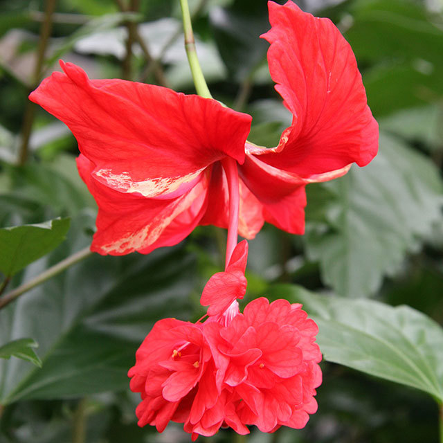 Hibiscus rosa sinensis Firefall Red Sudden Leaf Drop