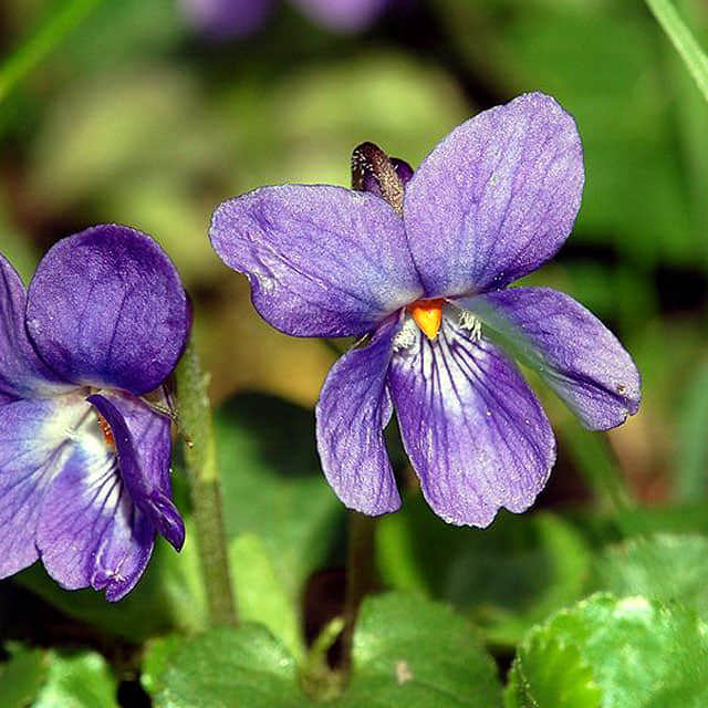 Viola odorata