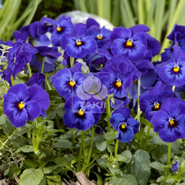 Viola cornuta Deep Blue Blotch