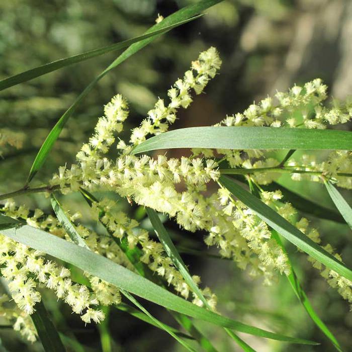 Acacia floribunda