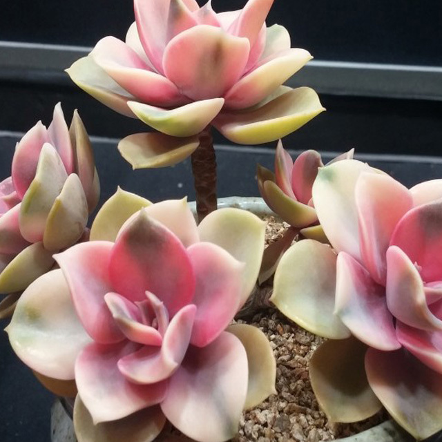 Echeveria Rainbow White Powder