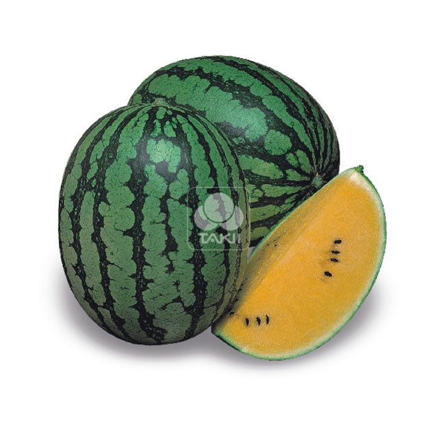 Watermelon Champagne F1 Sudden Leaf Drop