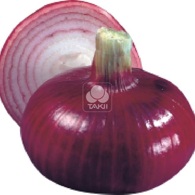 Onion Fire King F1 Moscerini del terriccio