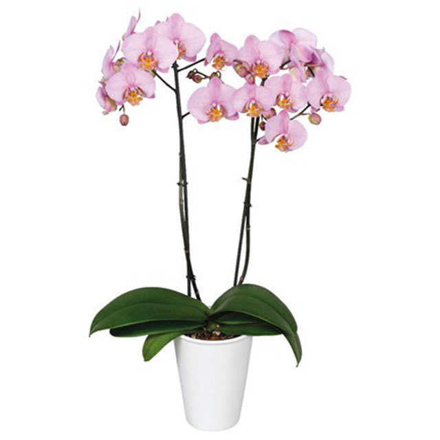 Phalaenopsis Manhattan