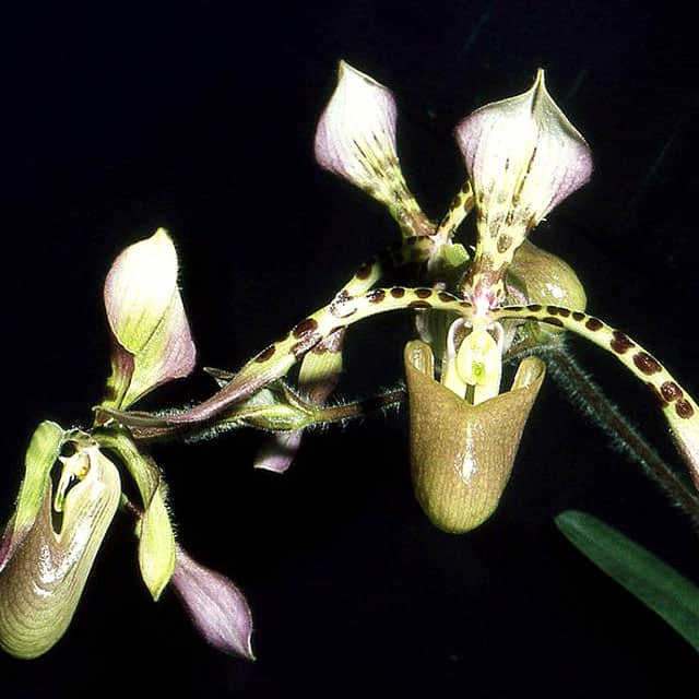 Paphiopedilum haynaldianum
