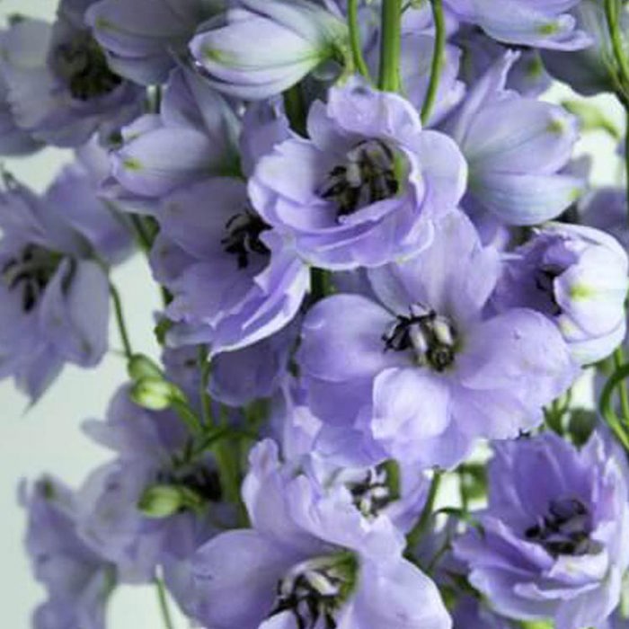 Delphinium elatum Evening Light White Powder