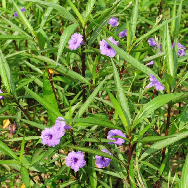 Ruellia