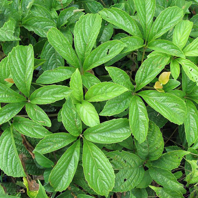 Parthenocissus laetevirens