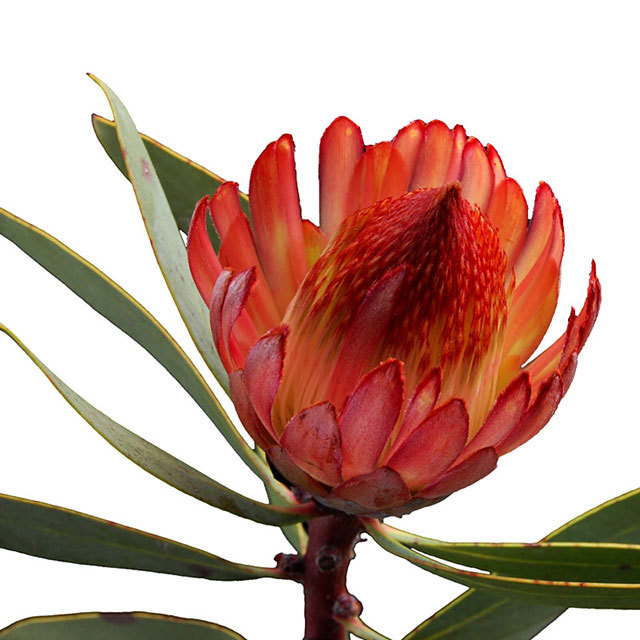 Protea Robijn