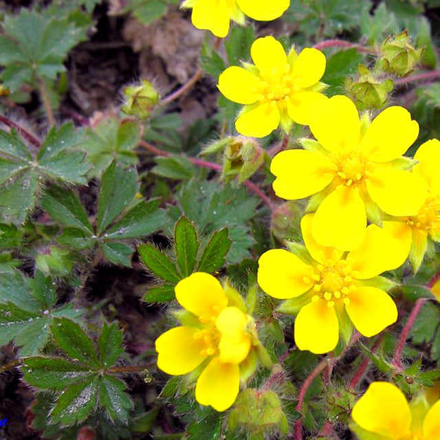 Potentilla neumanniana