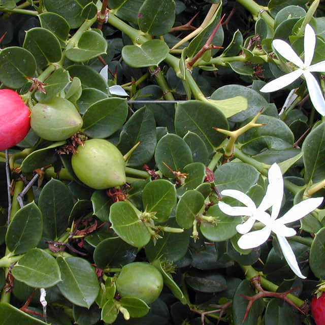 Carissa macrocarpa