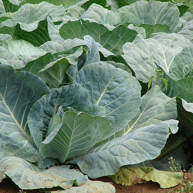 Brassica oleracea