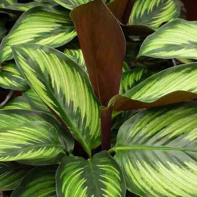 Calathea Glamour Star