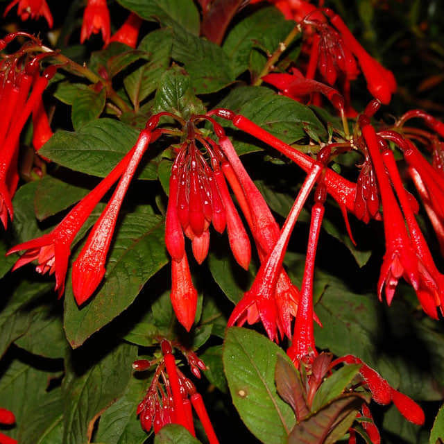 Fuchsia triphylla