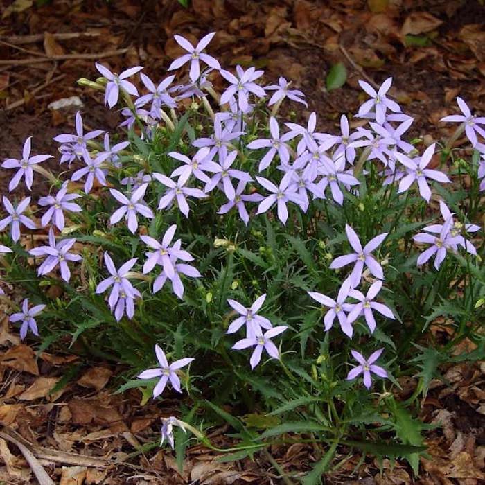 Laurentia axillaris