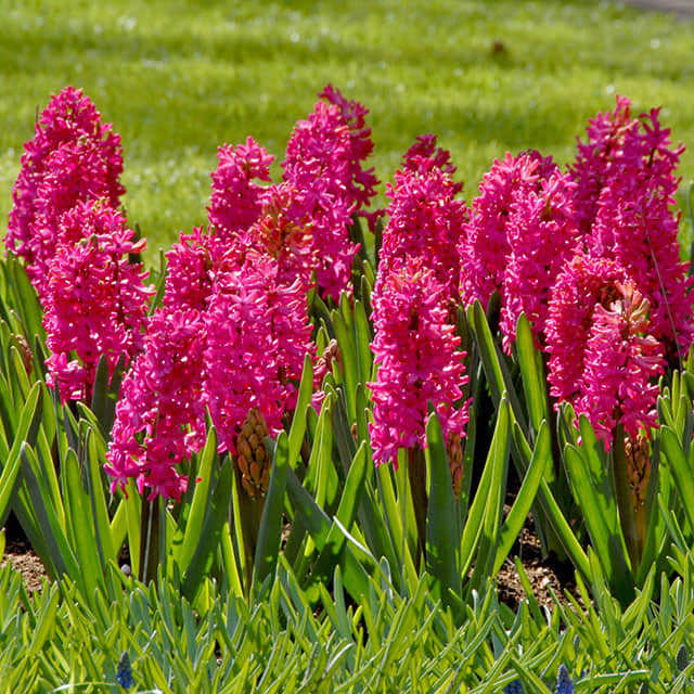 Hyacinthus orientalis Jan Bos
