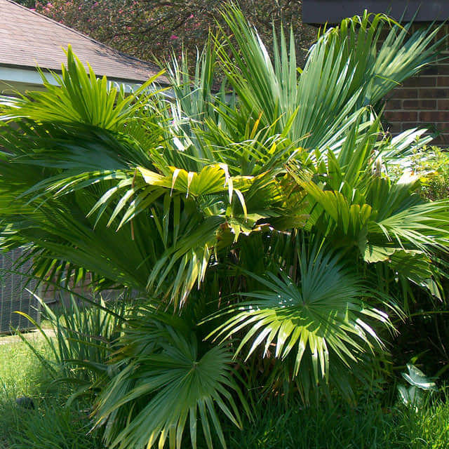 Livistona nitida