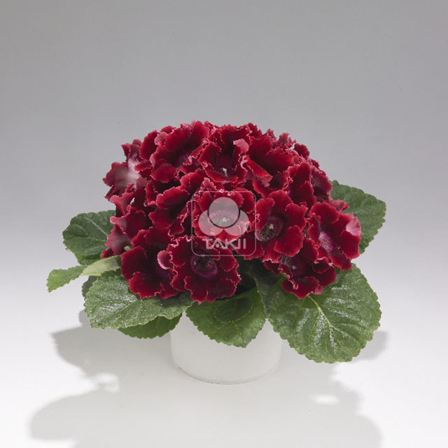 Sinningia speciosa Empress Red