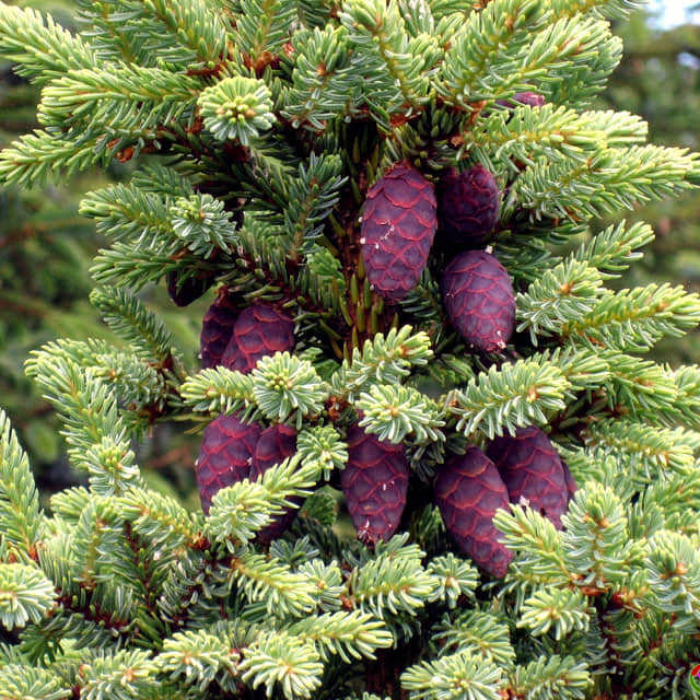 Picea likiangensis