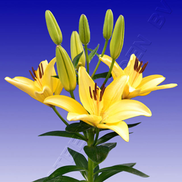 Lilium Cream Joy Fine Webbing