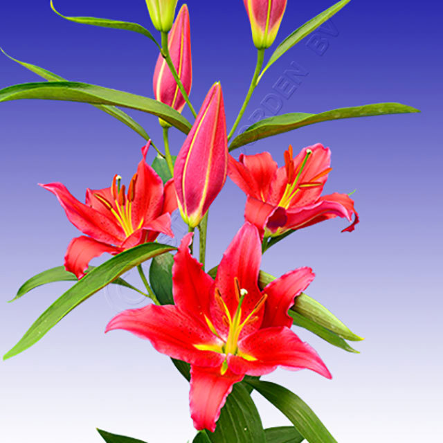 Lilium Oriental Bacardi Fine Webbing