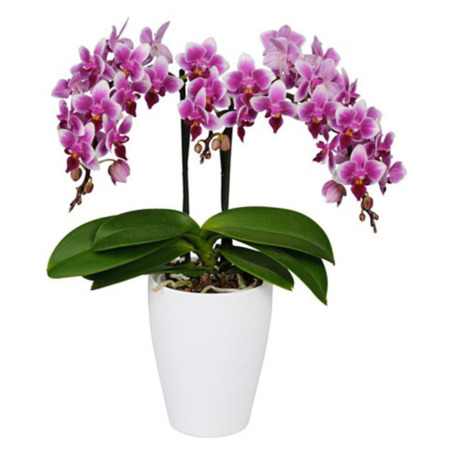 Phalaenopsis Machu Picchu