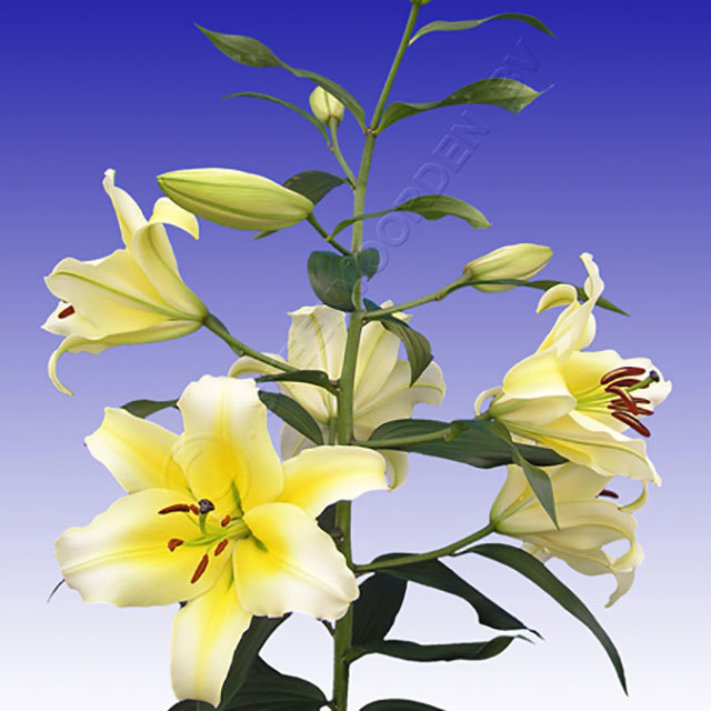 Lilium Conca dOr Fine Webbing