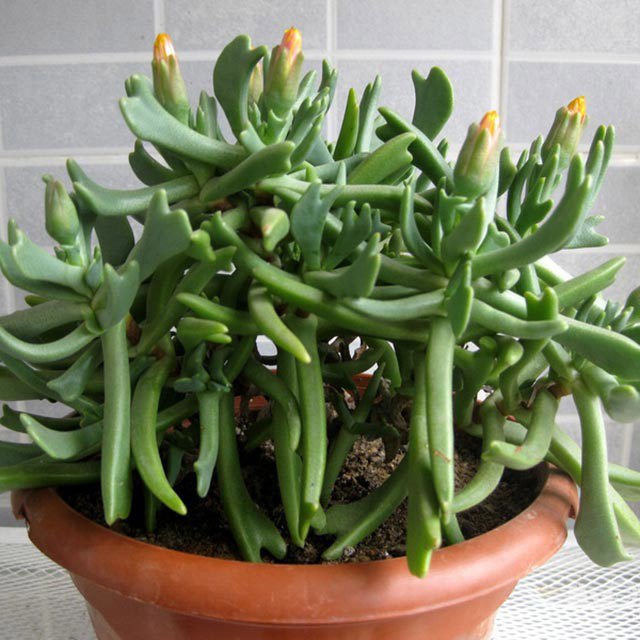 Rhombophyllum nelii