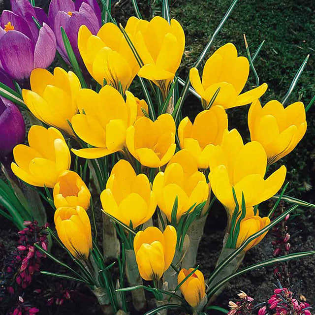 Crocus flavus (Yellow Crocus)