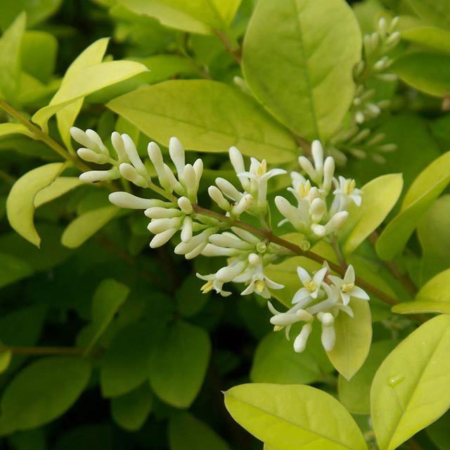 Ligustrum x vicaryi