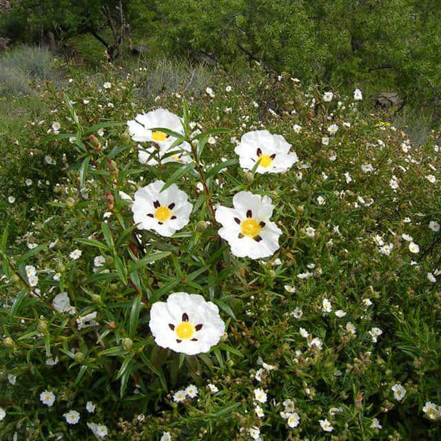 Cistus ladanifer