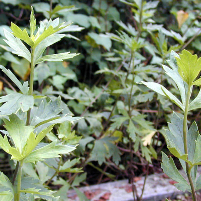 Aconitum napellus