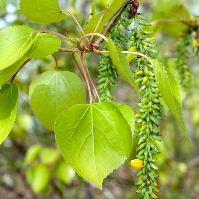 Populus tremuloides