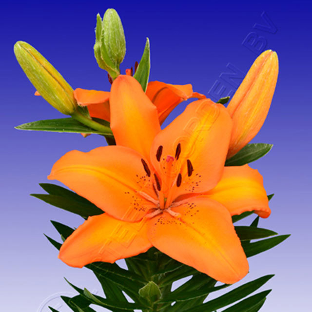 Lily Victory Joy Sudden Leaf Drop