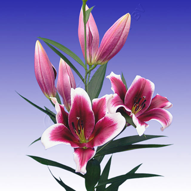 Lilium Forbidden Ragnatele sottili