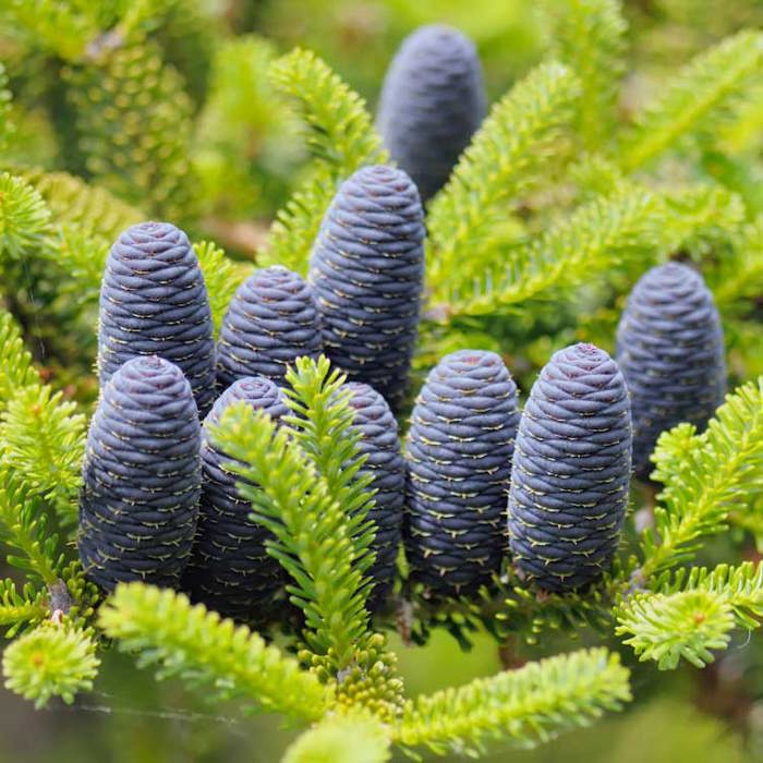 Abies koreana