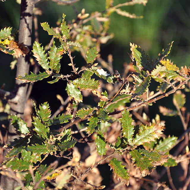 Quercus faginea