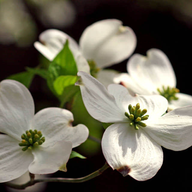 Cornus florida
