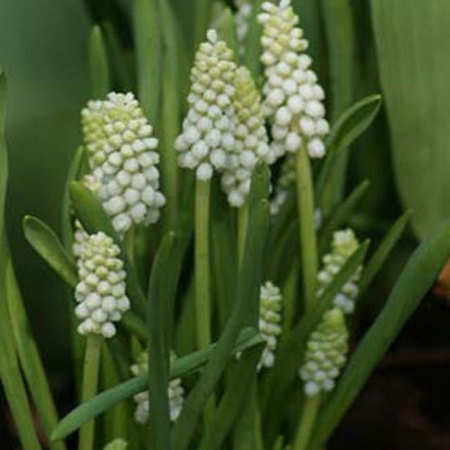 Muscari Alba
