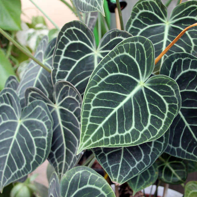 Anthurium crystallinum
