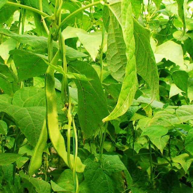 Phaseolus vulgaris Sudden Leaf Drop